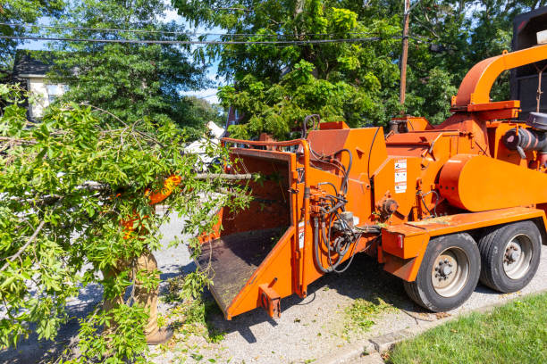 Best Dead Tree Removal  in Bellevue, ID